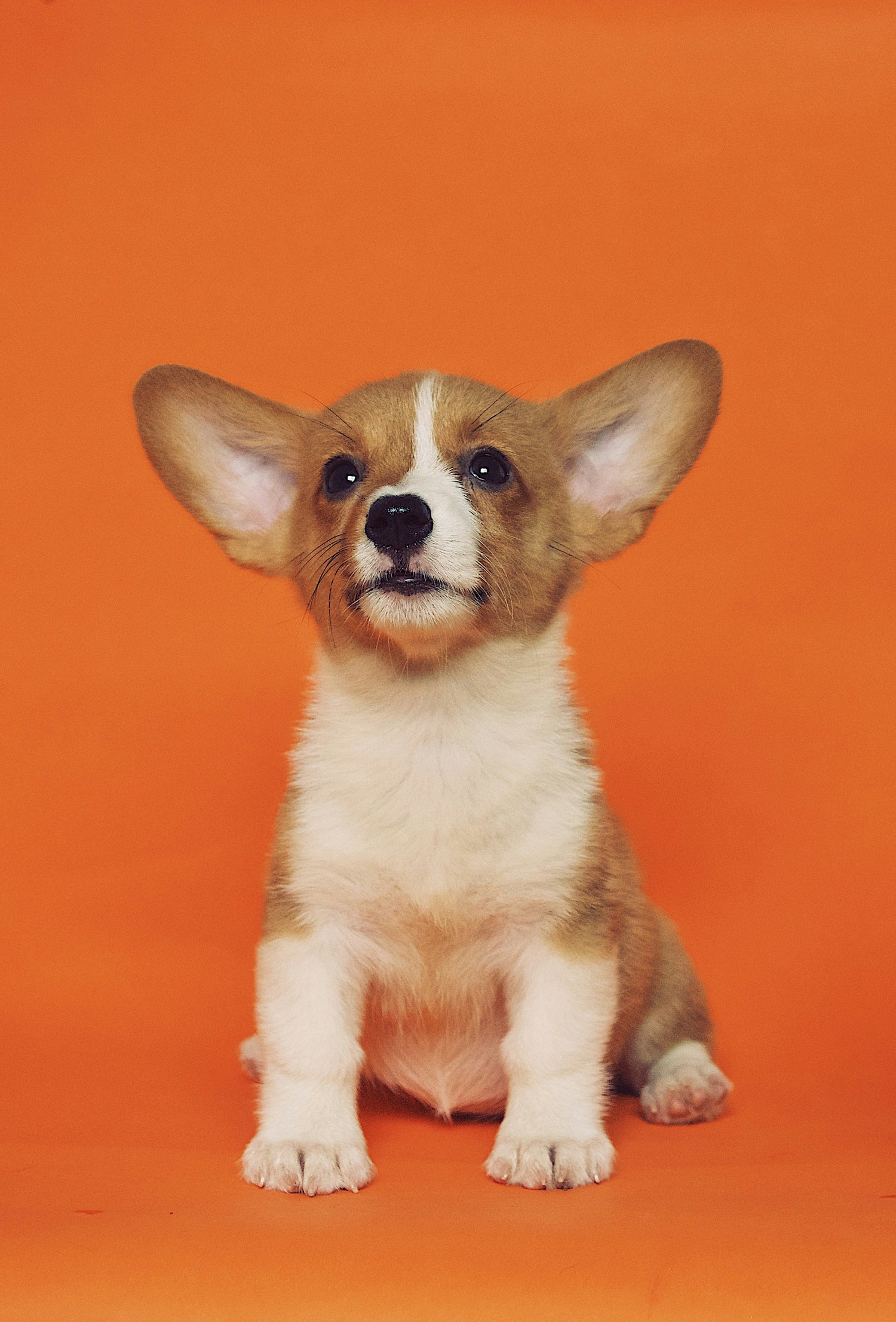 For dog